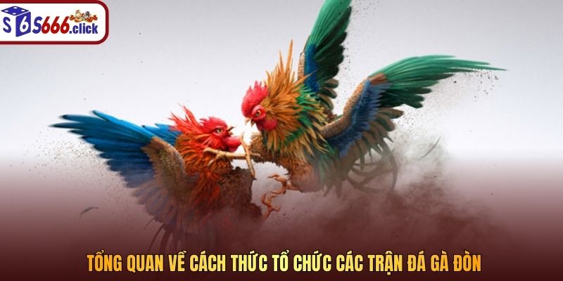 Tổng quan về cách thức tổ chức các trận đá gà đòn